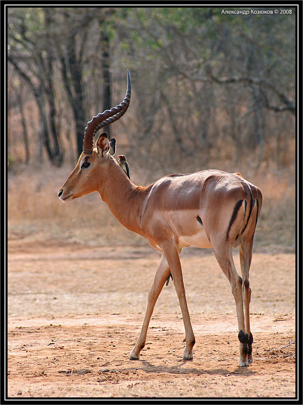 Фотография антилопы импалы