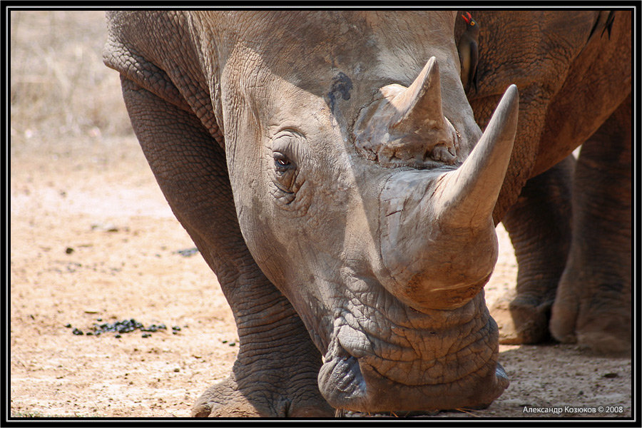 Фотография носорога