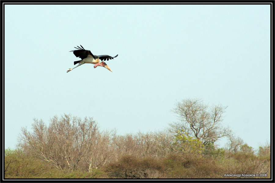 Marabou stork (Leptoptilos crumeniferus)