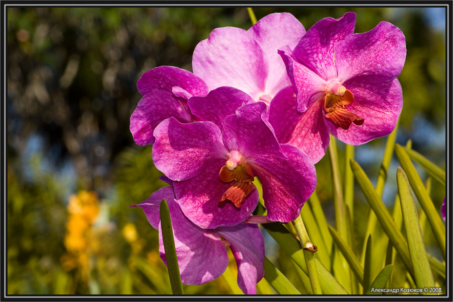 Фотография орхидей