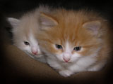Red kittens