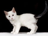 White kitten with grey tail