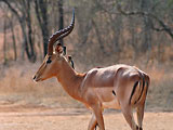 Photo of an impala