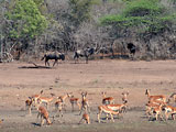 Антилопы гну и импалы