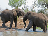 Butting elephants