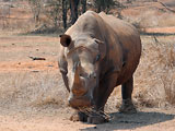 Photo of a rhino