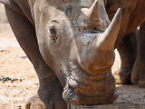 Фотография носорога
