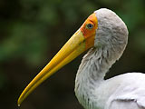 Желтоклювый аист-клювач, Mycteria ibis