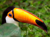 Toco toucan