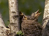 Гнездо