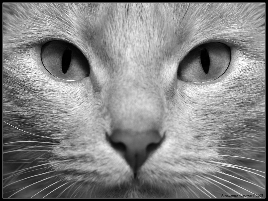Кошка
